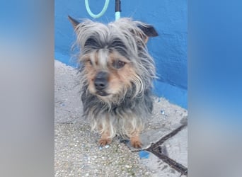 Tobby, sucht mit seiner Freundin Tara ein Zuhause