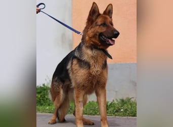 Tia ❤️ verschmuste, treue Schäferhündin