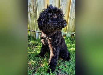 Labradoodle