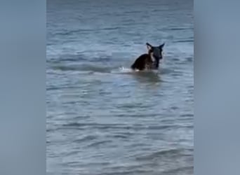 Lieber Schäferhund Rüde