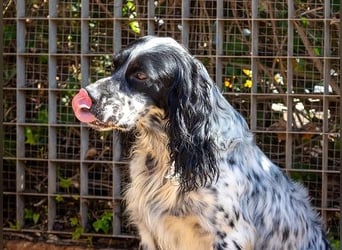 Jumel ist Liebenswürdigkeit in Hundegestalt