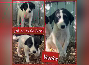 Venice, 1 ¾ jähriges Mädchen, ca. mittelgroß, verschmust, freundlich, sozial, aktiv