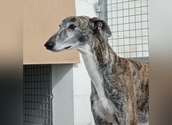 MORANTE-scheuer "Prinz" sucht liebevolles Zuhause