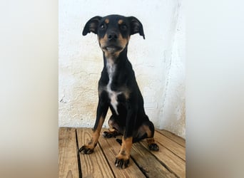 Lana, muss dringend aus dem Tierheim raus