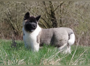 Echte reinrassige American Akita Welpen