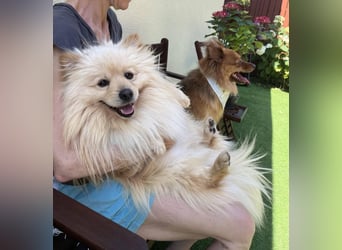 Tobi2 SR – unkomplizierter Sonnenschein sucht neues Glück