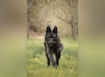 Lotte, geb. 2020, nette Dame sucht Begleitung