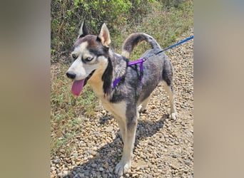 Husky Andy ist ein treuer Begleiter