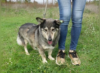 Mischa sucht ein neues Zuhause