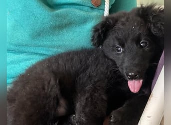 AMICO❤️ bezaubernder kroat. Schäferhund-Mix-Junge und eine pure 4-Pfoten-Amore