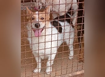❤️ süßer kleiner Stenz PABLO - 3 Jahre, 30cm - Corgi-Jack-Russel-Mix