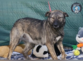 Greta sucht ein Zuhause