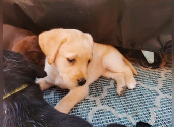 Reinrassige Labradorwelpen