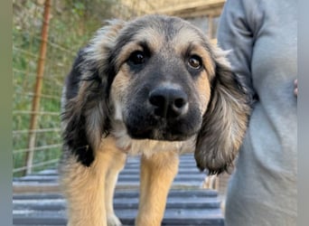 Julio ❤️ sozialer Jungrüde sucht dich!