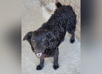 GONZALES❤️ liebenswerter, agiler und neugieriger Kroatischer Schäferhund-Mix