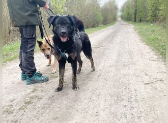 Olaf, Mischling, geb. 2019, fröhlich und lernwillig