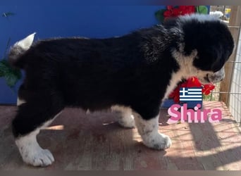 Shira,geb.02/25,pütziges Hundemädchen sucht ihre Familie