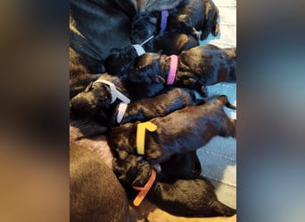 Welpen ideale Familienhunde
