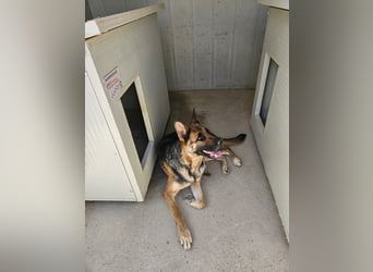 Gina: ein Traum für alle Schäferhundfreunde