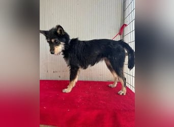 Ledi, Schnauzer-Mix, Hündin, geb. 02.04.2023, ca. 42 cm