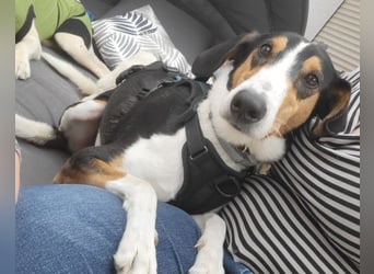 Bobi ❤️ wartet in 99718 Greussen