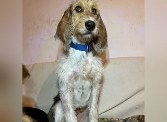 Elly - HAT  INTERESSENTEN- vorsictige Prinzessin sucht ihre erfahrenen Menschen mit Geduld und Liebe