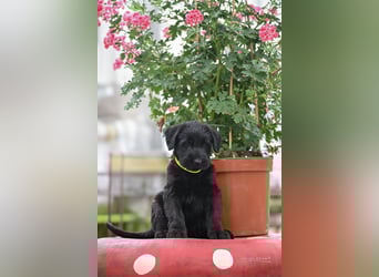 Riesenschnauzer schwarz Mrs. Gelb & Mr. Weiß