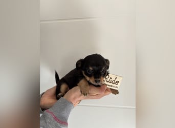 Chihuahua Langhaar Welpen ab Mitte Mai abzugeben