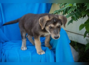Chip 269217: Hundekind sucht ein Zuhause