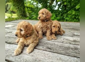 Welpen *Mini Goldendoodle F1b* (Labradoodle,Cockerpoo,Golden Retriever,Kleinpudel)