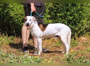 Chico, Mix Labrador / Beagle, lieb und sozial