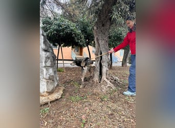 LOBITO