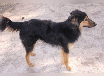 Sportlicher Collie Mix sucht sportliche Familie