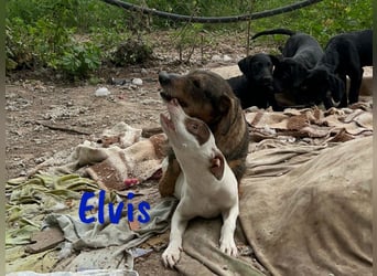 Elvis 12/2024 (ESP) - lustiger, verspielter und sozialer Bodeguero-Mix Welpe!