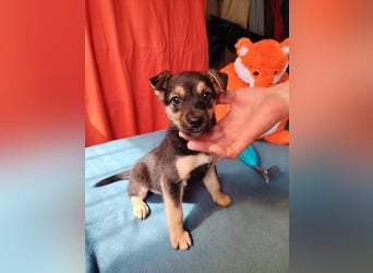 Dorothy ist lieb, sanftmutig und verspielt !