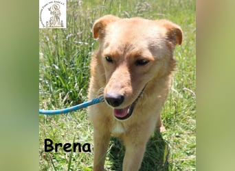Brena - Sanftmut im weichen Fell