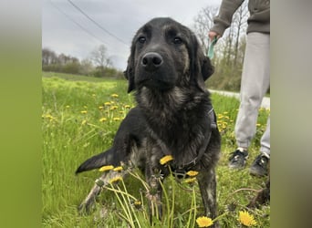 Monty braucht Liebe