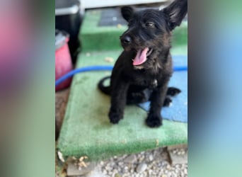 Manuela, ein süßes Hundekind