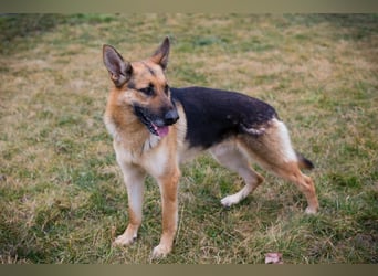 Flash – Dein Partner mit der kalten Schnauze