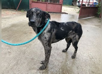 Zecco- ein Wundervoller Hundejunge sucht ein Zuhause