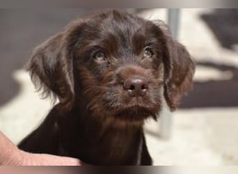 Lollo, ein fröhliches Hundekind auf Entdeckungsreise