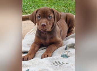 Rhodesian Ridgeback Welpen mit Papieren -Livernose-