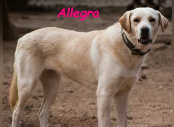 Allegra 04/2021 (in Deutschland) - sanfte, verspielte und feine Labrador Retriever Mix Dame!