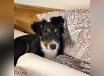 Balou AustralianSheperd/Border Collie MIx