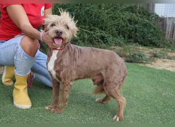 Curly, Mix Podengo / Labradoodle, lieb und sozial