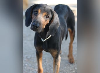 Priska, geb. ca. 08/2021, lebt in GRIECHENLAND, im städt. Tierheim Serres