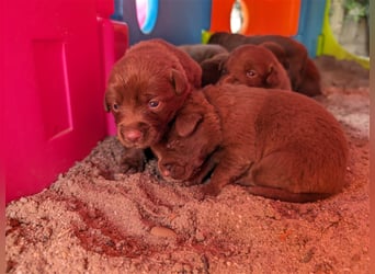 Aussiedor ,labrador,Australian shepherd  ,mit augenuntersuchung