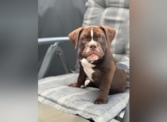 OEB mix Bulldoge old english bulldog