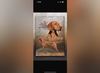 Magyar Vizsla Welpen in Erwartung