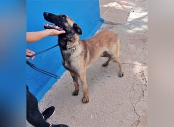 Tintin, traumhafter Malinois Rüde mit bestem Charakter, sehr sozial   Steckbrief Name: Tintin Rasse: